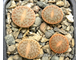 Lithops pseudotruncatella ssp.dendritica (syn.pulmonuncula) C071