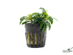 Bucephalandra green wavy