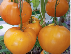 Томат Золото Алтая