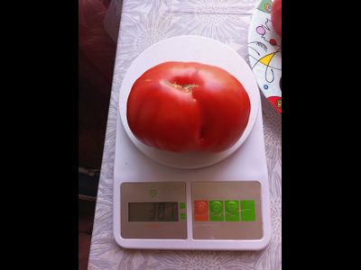 Томат Сластена
