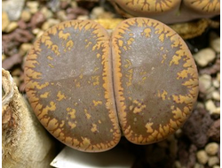Lithops aucampiae (Kuruman form) C012 (MG-1550.1) - 10 семян