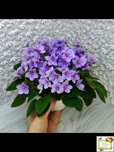 ГЕА-Весёлый Клоун (Е. Галицкая) 2024 г. трейлер