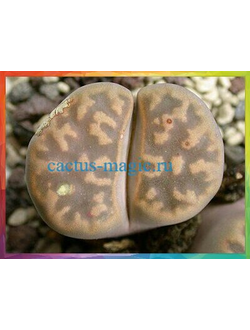 Lithops karasmontana v. lericheana С329