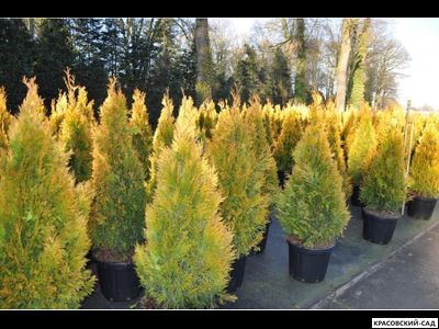 Туя Еллоу Рибон