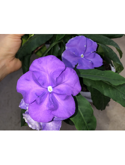 Брунфельсия Grandiflora