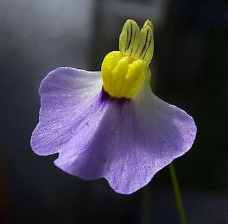 Utricularia Bisquamata