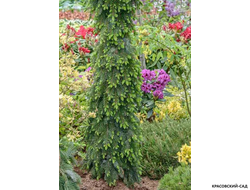 Ель сербская Пендула - фото в саду - красовский-сад.рф