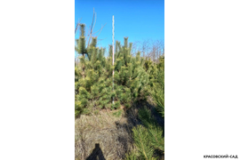 Сосна крымская Черная (Pinus nigra) – фото с линейкой в питомнике - красовский-сад.рф