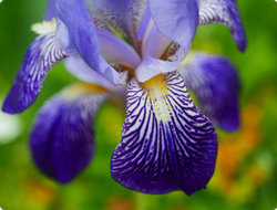 МНОГОЛЕТНИЕ ЦВЕТЫ