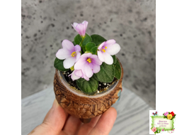 ЛЕ-Колибри (Е. Лебецкая) (3 листа посажены в 1 стак. 20.10.25)