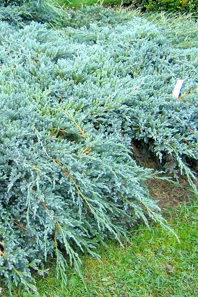 Можжевельник чешуйчатый Blue Carpet