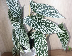 Бегония White ice