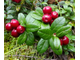 Гидролат Брусники (Vaccinium vitis-idaea) 100 мл