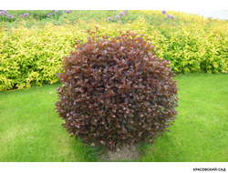 Пузыреплодник калинолистный  Винус - Vinus