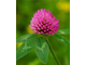 Семена клевера луговой (розовый РС-1) 30 кг
