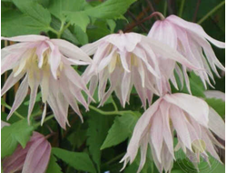 Клематис Pink Swing, C2