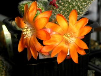 Rebutia hybr.orange - 5 семян