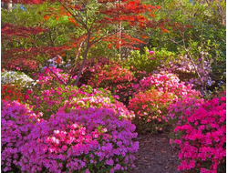 декоративные растения