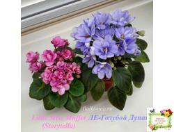 ЛЕ-Голубой Дунай (Е. Лебецкая) 2018 трейлер (пасынок сорт посажен 20.10.25)