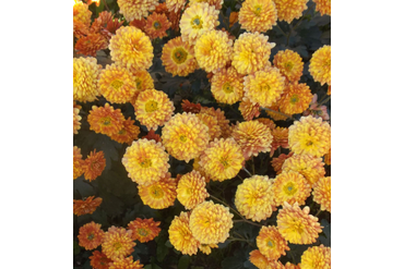 Никитская юбилейная.
Селекция НБС