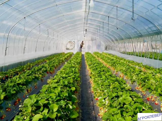 Земляника на капельном поливе