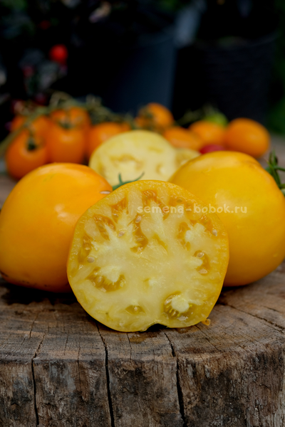 Томат Домашние Сердца Желтые от Гонсиоровских, 10 шт