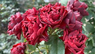 Кларет Пикси (Claret Pixie) почв
