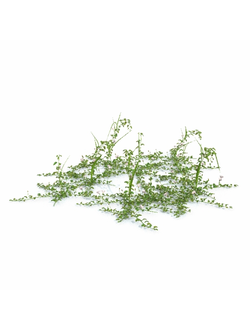 трава Вьюнок полевой