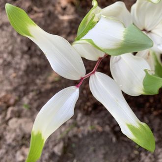 Polygonatum odoratum Byakko