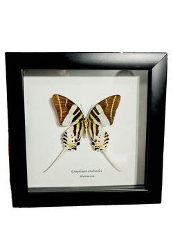 Грвфиум Андрокл №1041