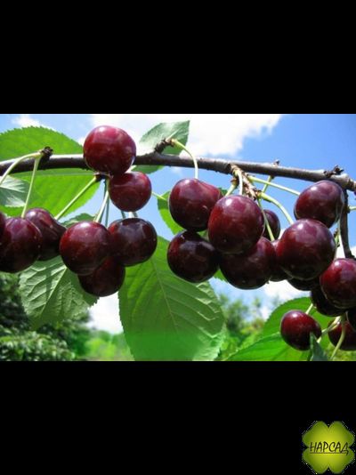 ДЮК (черевишня) "Чудо-вишня" (ранняя, сладкая, саженец 3 года)