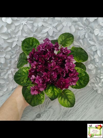 СВ-Город Солнечногорск (О.Емельянова) 2023 г. трейлер