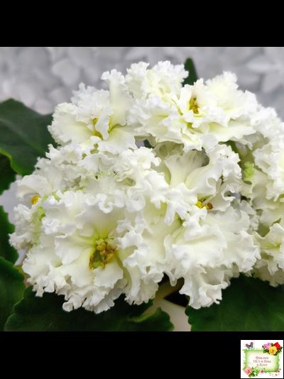 АВ-Легенда о Золотой Луне (Фиалковод) 2023 г.