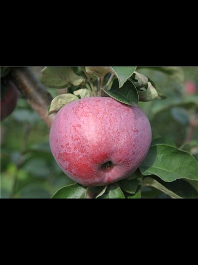 Подарок Графскому (яблоня)