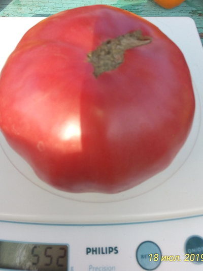 Томат Алтайский розовый