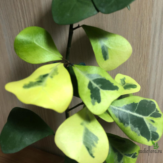 Ficus Triangularis Coconut Cream / фикус триангулярис кремовый