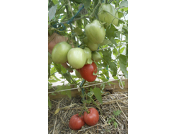 Томат Воловье сердце минусинское