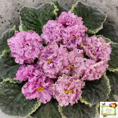 АВ-Розовое Шампанское (Фиалковод) 2020 г.