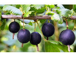 Йошта, черенки