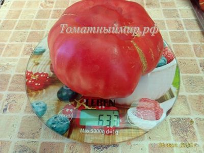 Томат Ливанские горы (Libanaise des Montagnes), США