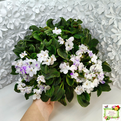 LV-Яночка (Л. Шевелева) 2023 г. трейлер (клакамас с кроновой пестролистностью)