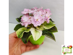 РС-Утренний Пляж (С. Репкина) 2020 г. (клакамас с кроновой пестролистностью)