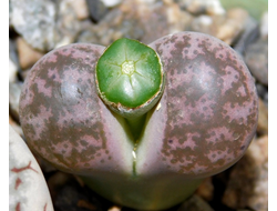 Lithops coleorum SH 1500 - 10 семян