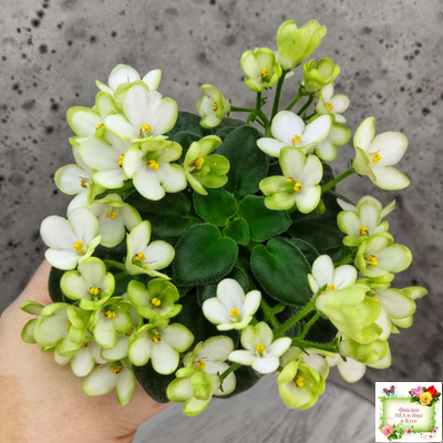 Mac's Misty Meadow (G.McDonald)