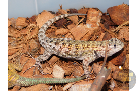 Игуана заборная малахитовая, Sceloporus malachiticus