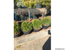 Сосна Варелла - Varella