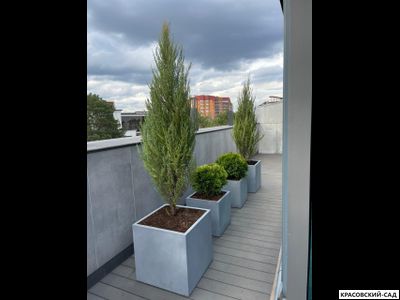 Можжевельник СкайРокет 2 метра