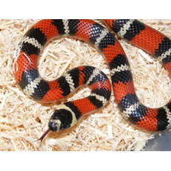 Молочная змея Стюарта (Lampropeltis triangulum stuarti)