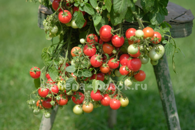 Томат ампельный Garden Pearl (Садовая Жемчужина), 10 шт