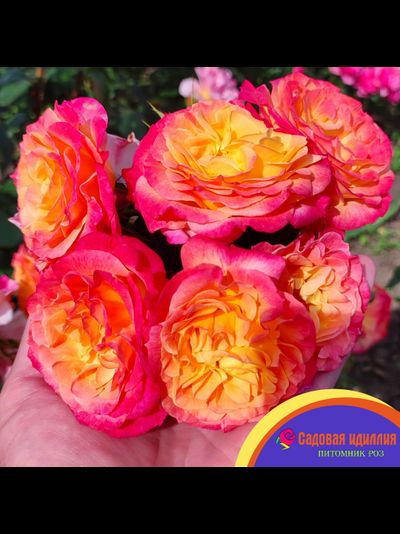 Гартеншпас (Gartenspass)